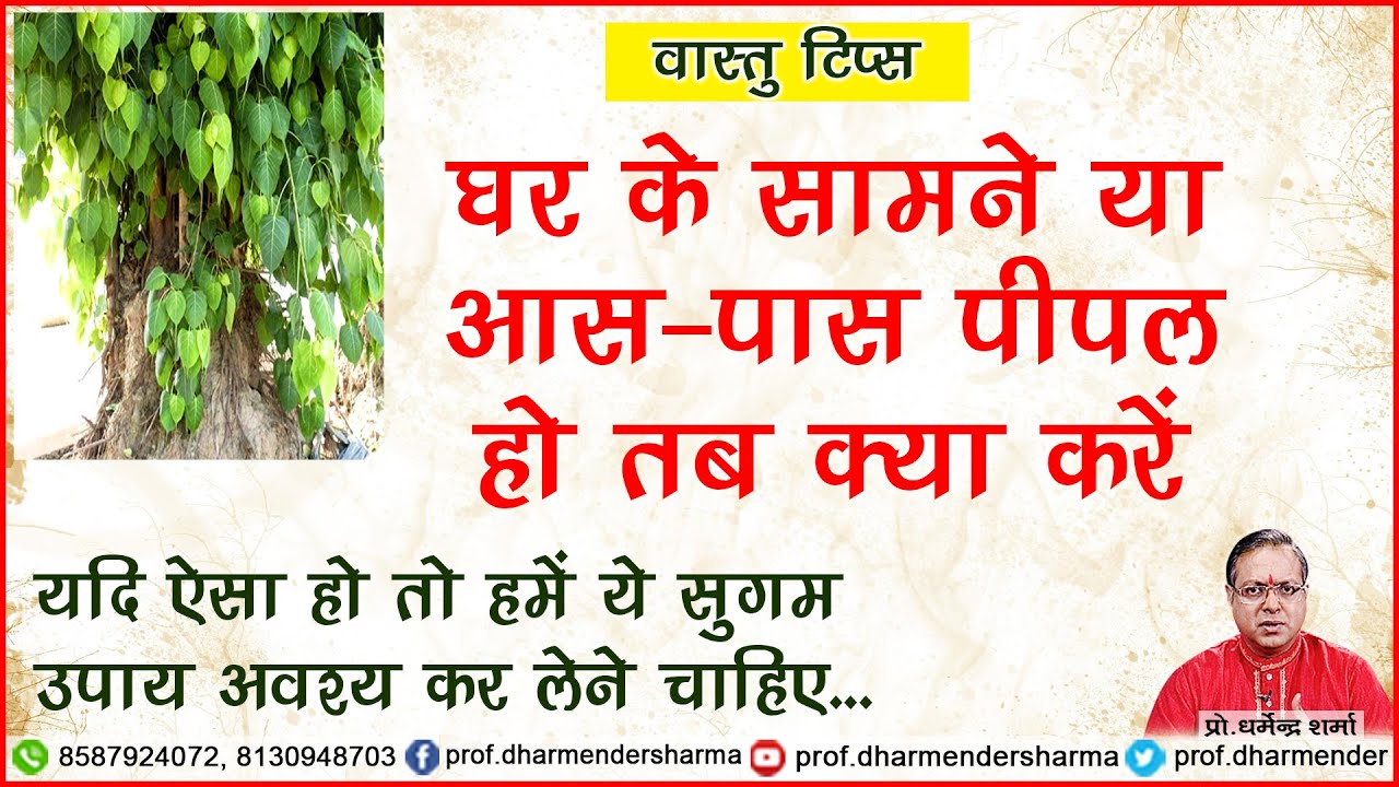 घर के सामने या आस-पास पीपल हो तो क्या करें - प्रो. धर्मेन्द्र शर्मा