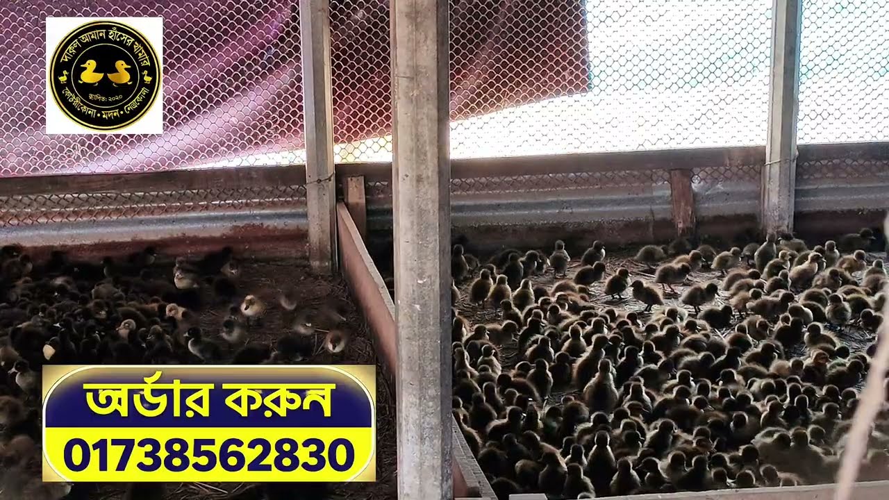 পাইকারি দামে ১ দিন বয়সের বিভিন্ন হাঁসের বাচ্চা কিনুন দারুল আমান হাঁসের খামার থেকে 