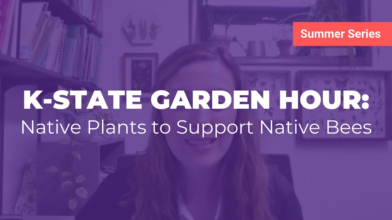 K-State Garden Hour: Native Plants to Support Native Bees