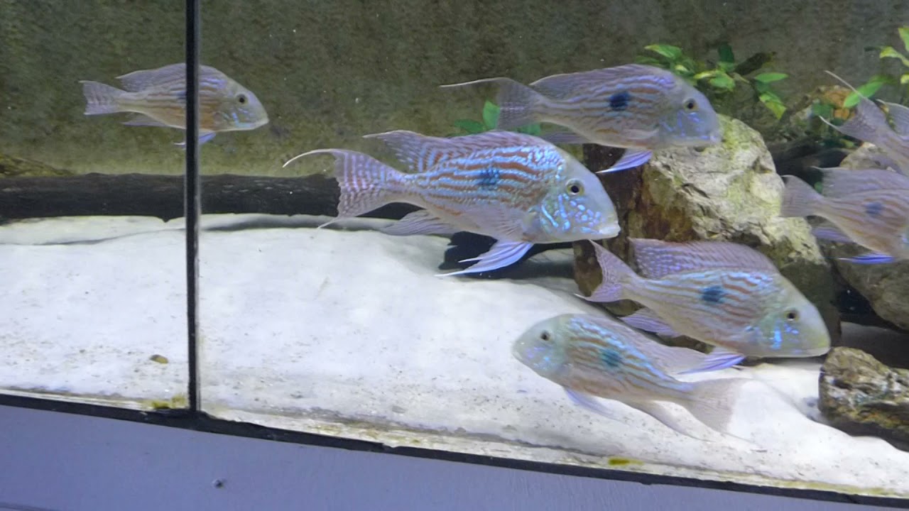 Arawana et Geophagus sveni