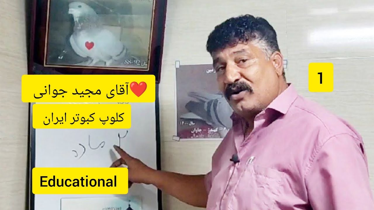 ✅ آموزش1 کبوتر شکاری (نر تنها) توسط آقای مجید جوانی از اصفهان educational pigeon isfahan