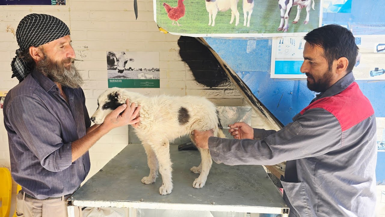 The Vet's News Broke Us… Can Barfi Make It?