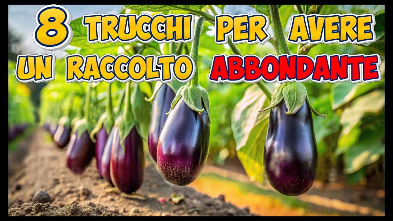 Applicate i segreti che vi sto per dire, avrete un raccolto di melanzane meravigliose ed abbondanti