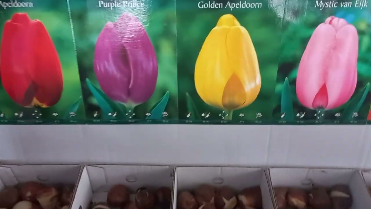 6 ЯНВАРЬ  ТОШКЕНТ ЧОРСУ ГУЛ БОЗОРИ🪴🌲🪴🌲🍀🍁🍀🍁🌿☘️🌿☘️🪻⚘️🪻⚘️🪻