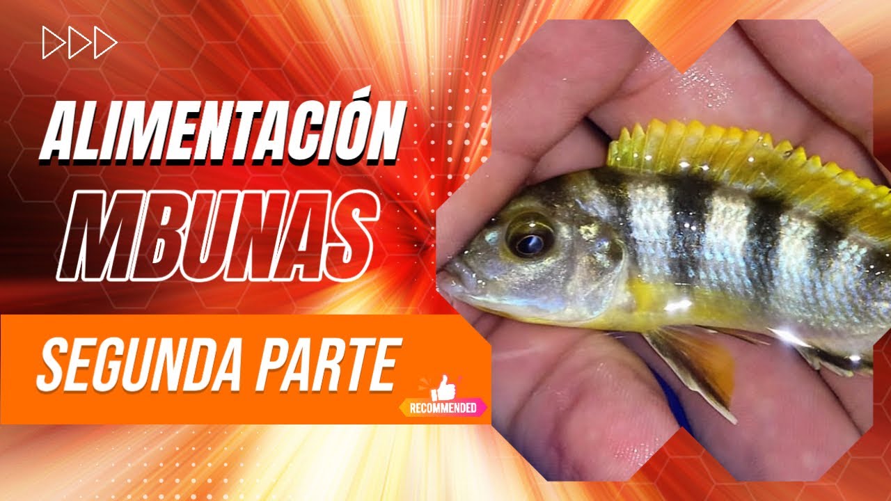 Alimentación Mbunas 2 .