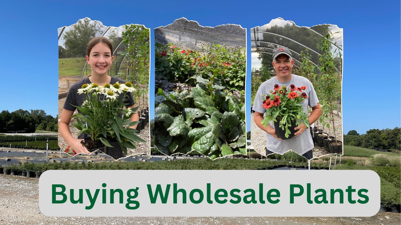 Buying Wholesale Plants - Quick money in the Nursery