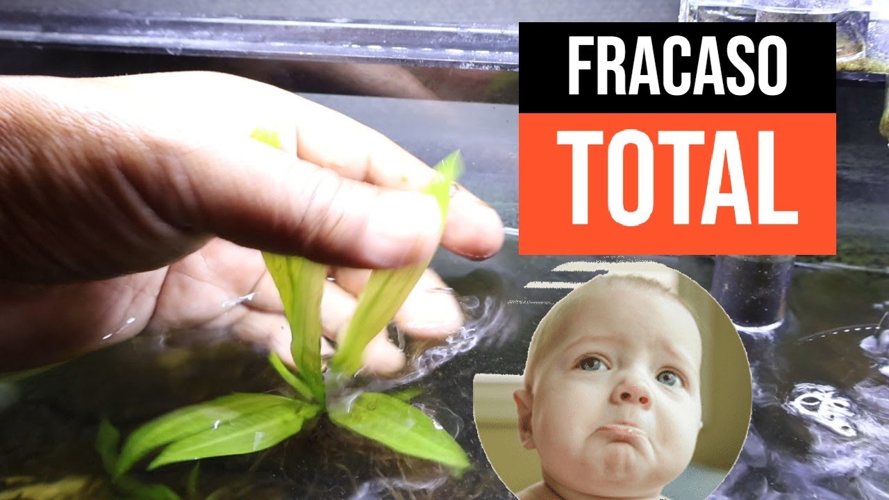 Acuario Plantado Fue un Fracaso!!