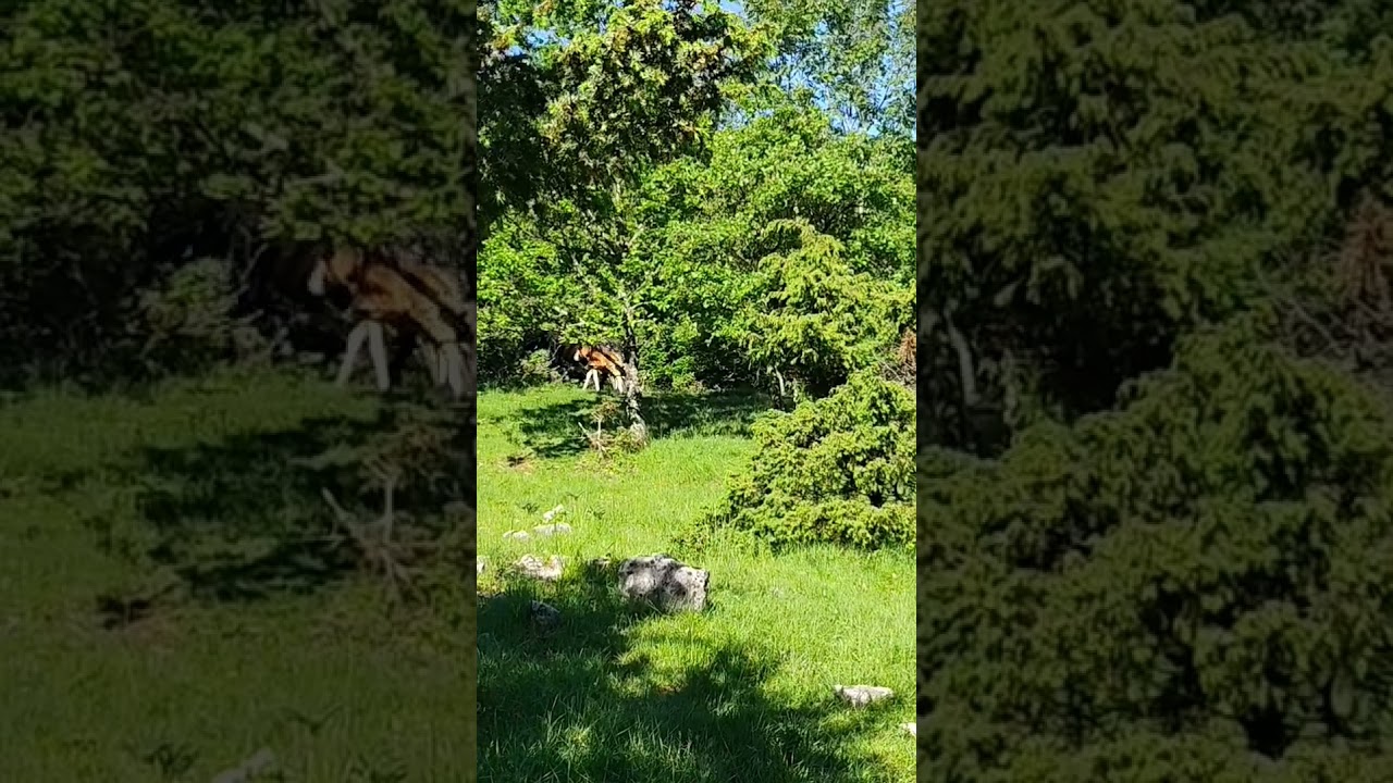 Sunčano jutro