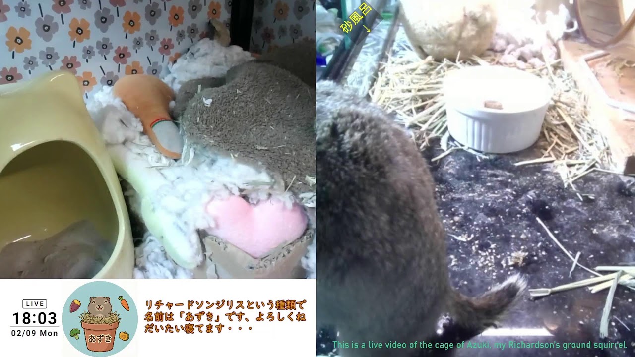 2026-02-09 寒いと眠い、暑いと動きたくない by あずき
