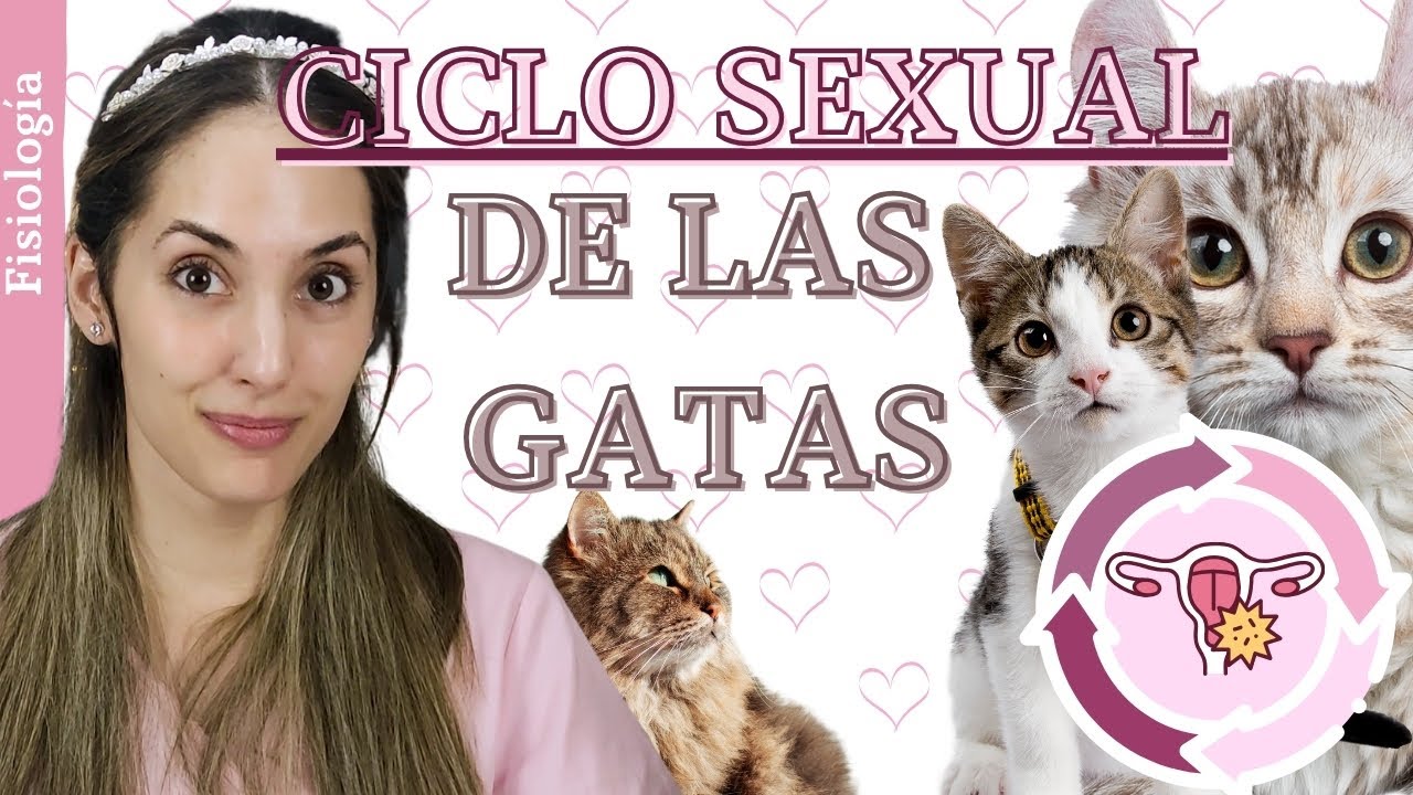 Las gatas NO ovulan sin cópula | Ciclo estral de las gatas