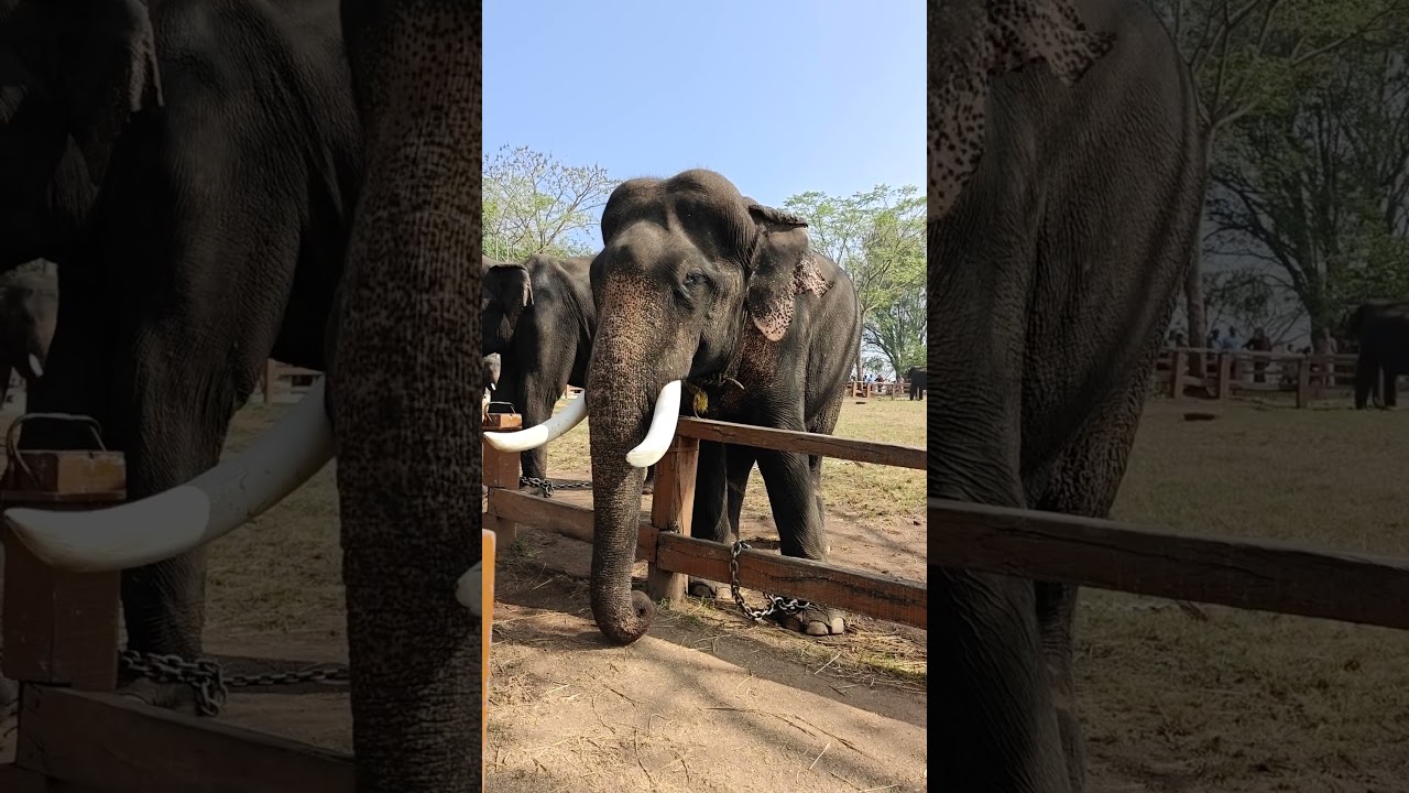 Elephant #elephant #vlog #vlogs #dailyvlog #nature #animals #coorg #wildlife #shortvideo #viral