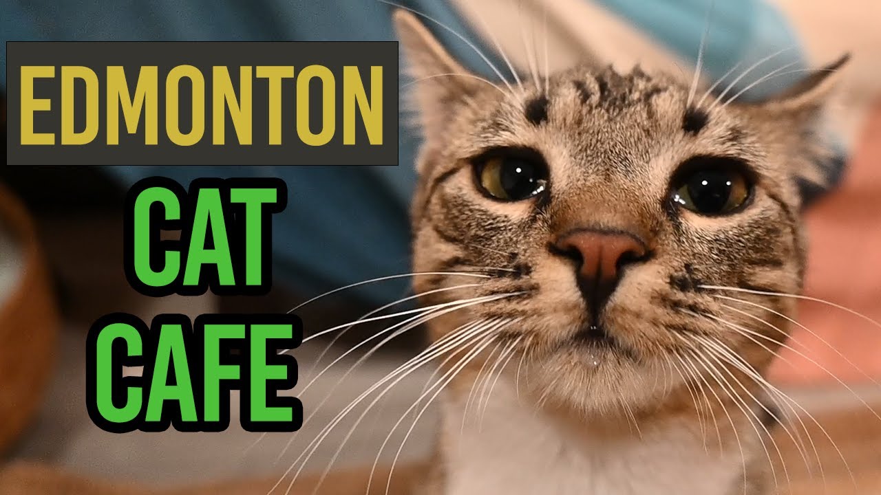 The Secret Cat Lover's Paradise in Edmonton