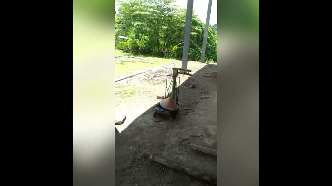 Broom stick palm indonesia