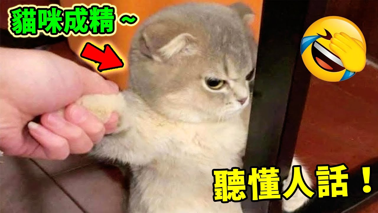 動物聽懂人話的十大瞬間！第9名的狗子貢獻演帝級表演，第一名竟然還會比劃手語，人類徹底破防！