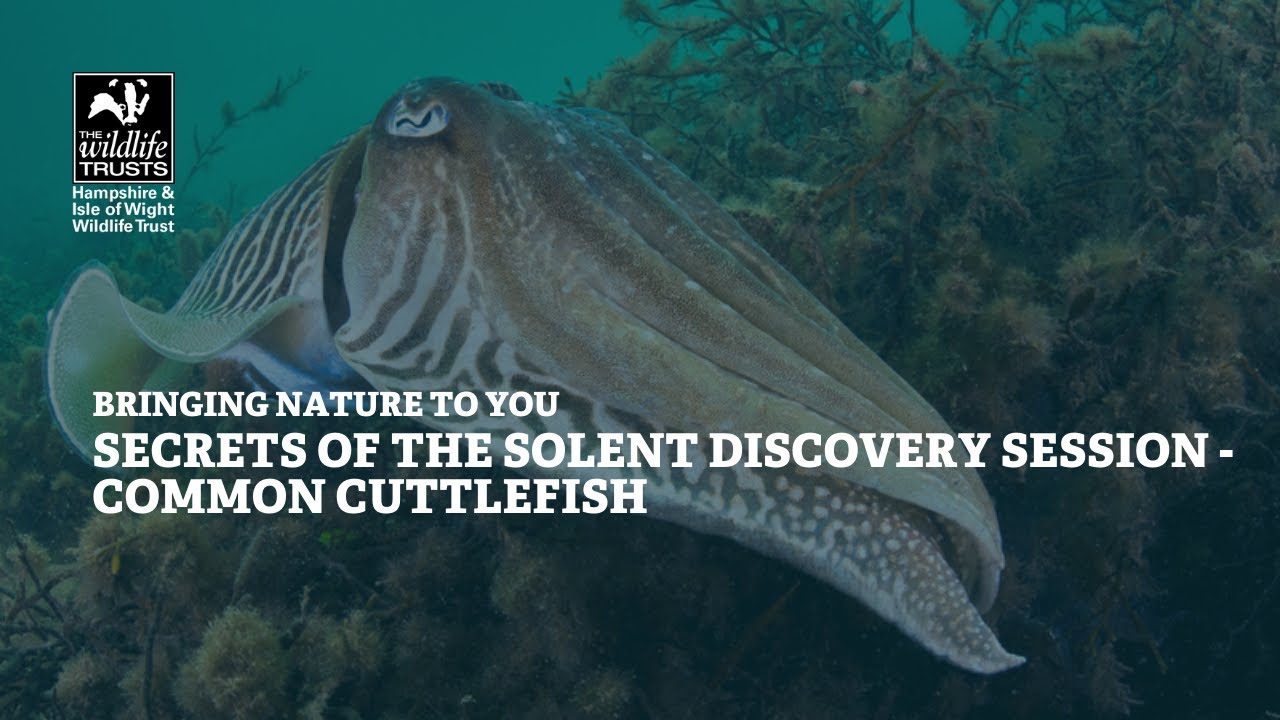 Secrets of the Solent discovery sessions - common cuttlefish