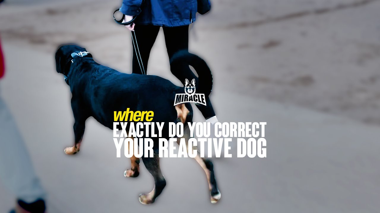 Where EXACTLY Do You Correct Your Reactive Dog?!