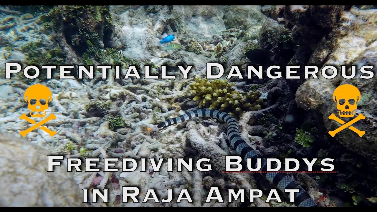 Potentially Dangerous Freediving Buddys in Raja Ampat