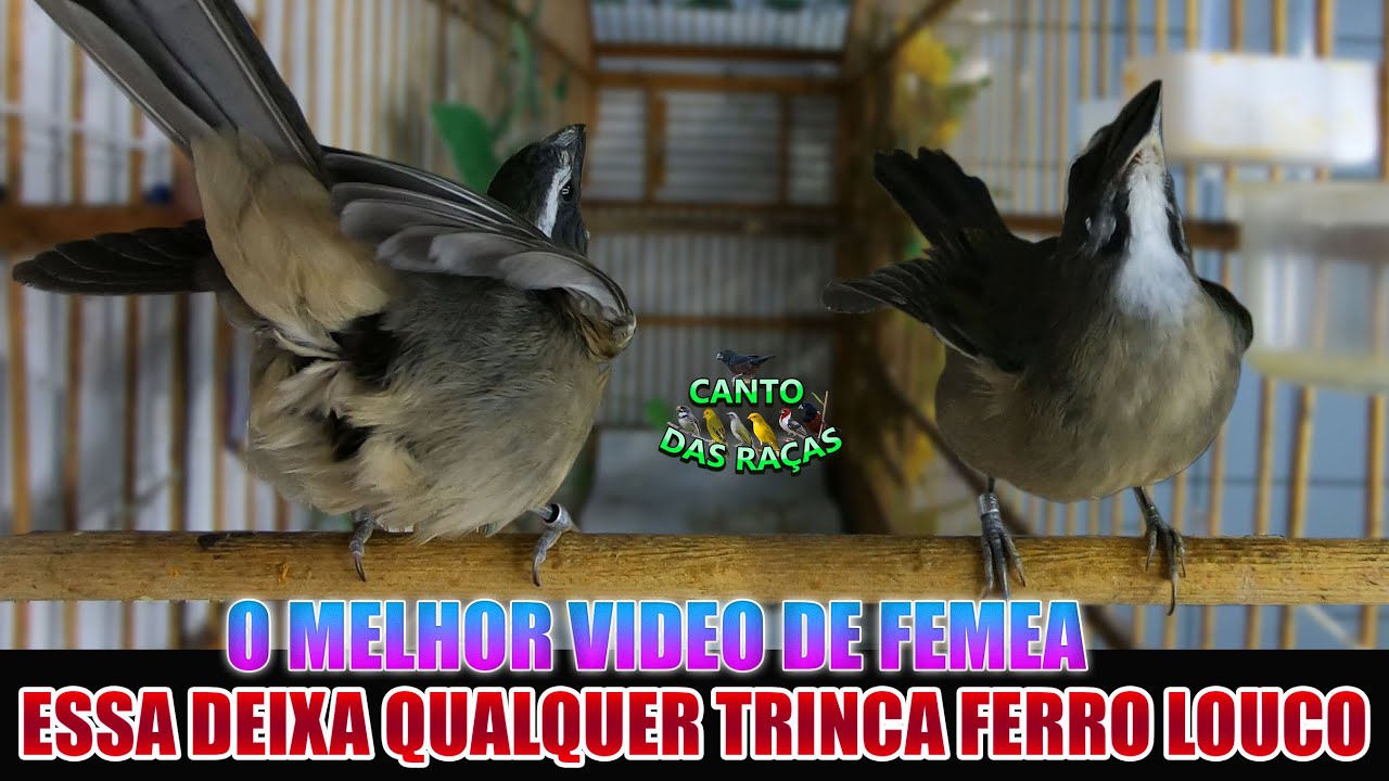 Femea Pedindo Gala 🔥 esquenta na hora qualquer trinca ferro / Equente Seu Trinca Ferro