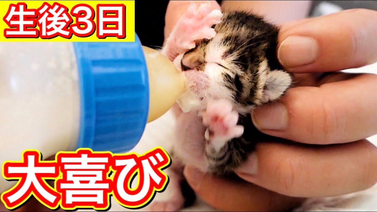ミルクを飲むと止まらない生後３日の赤ちゃん子猫。【保護猫】