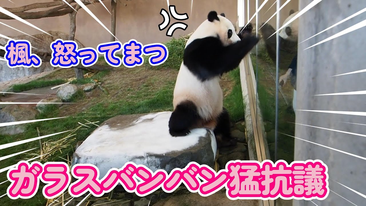 【最強激怒楓浜、ガラスバンバン飼育員さんに猛抗議】