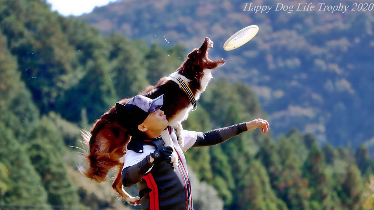 Discdog Freestyle やっぱやりますHDLT2020 TOP10