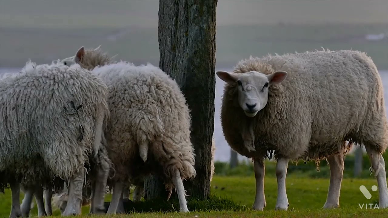 oh sheep!