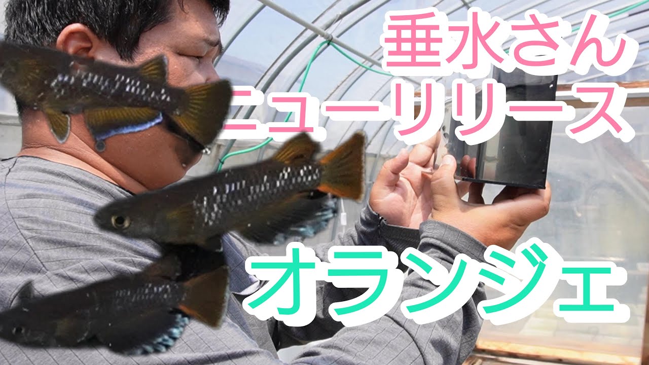 改良メダカのトップブリーダー垂水さんのメダカ、オランジェをニューリリースのためヤフオク出品しました