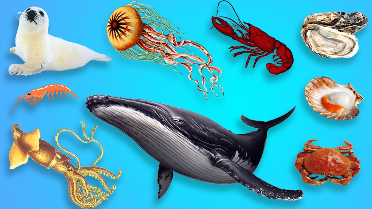 Простые английские морские животные для детей