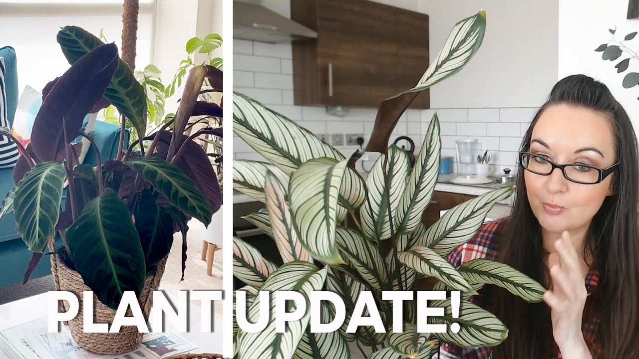 Houseplant Update! | Calathea Majestica Whitestar | Warscewiczii | Variegated Monstera | AND OTHERS!