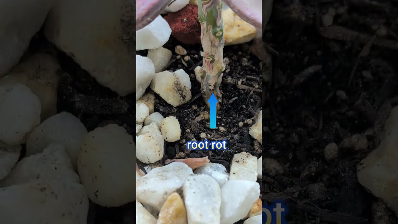 Saving a Graptopetalum Murasaki from root rot