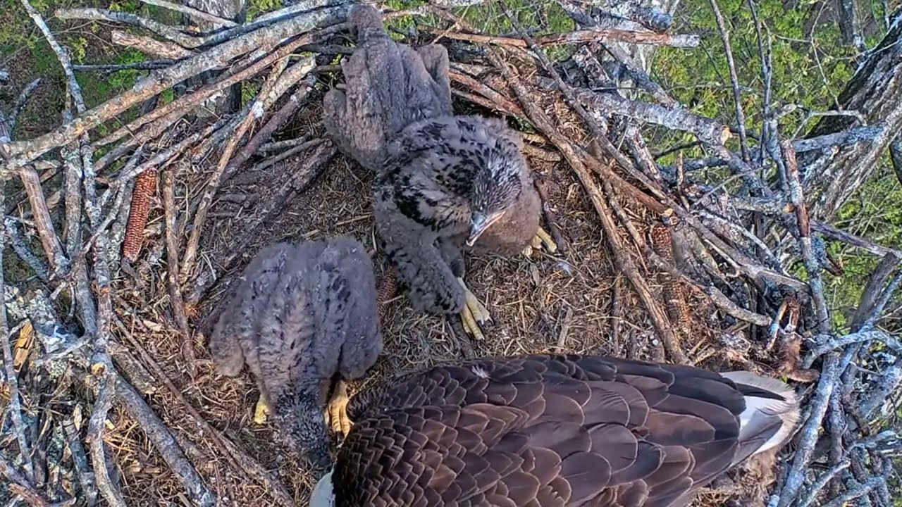 EP#371 #baldeagle Review birds in nest with nature #birdslovers #birdsounds #birdsnest #wildbirds
