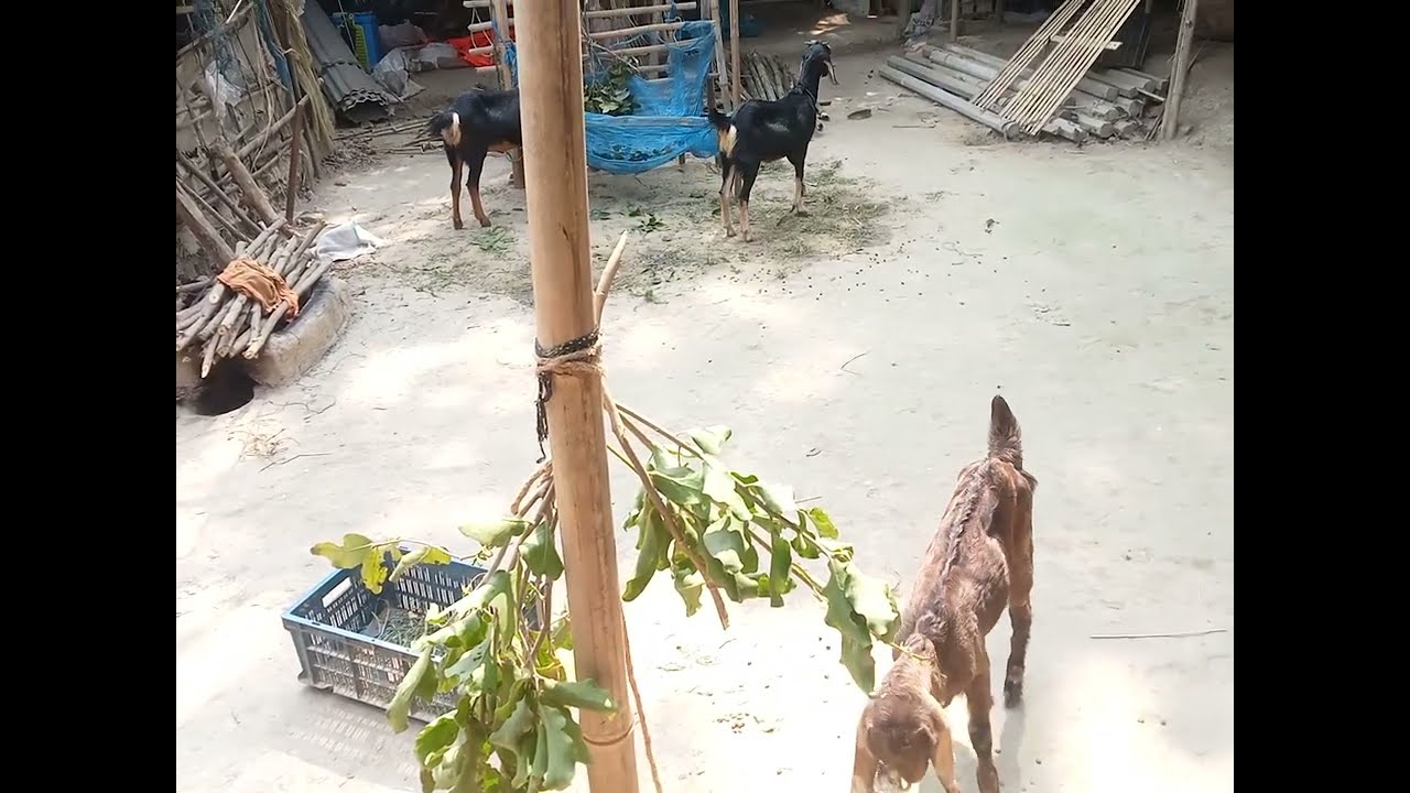 ছাগলের খামার করার আগে এ ভিডিওটা দেখুন কিছু জানতে পারবেন  #shorts #youtube #goat #farming