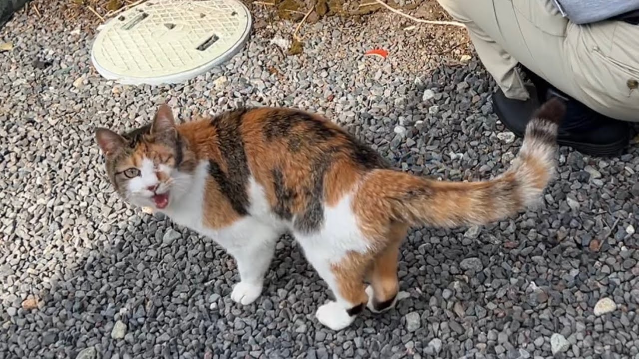 エリカラ取れたぞお散歩だー‼️