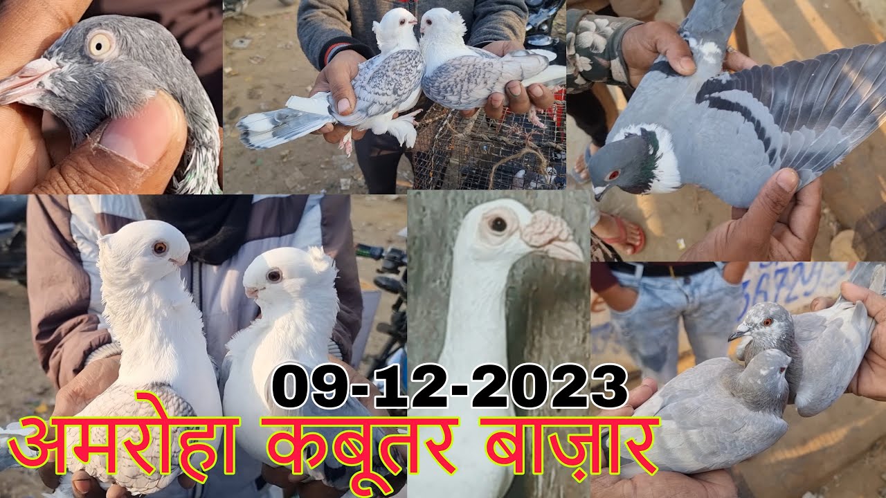 Amroha kabootar market 🕊️ 09-12-2023. अमरोहा कबूतर बाज़ार। Gola kabootar market. Bird market India.