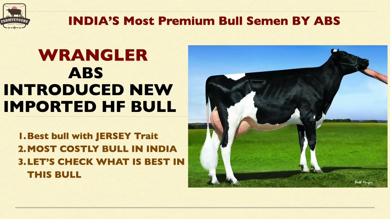 Meet WRANGLER ABS NEW IMPORTED HF BULL: India’s Most Expensive & Premium Bull by ABS! 🐂💰