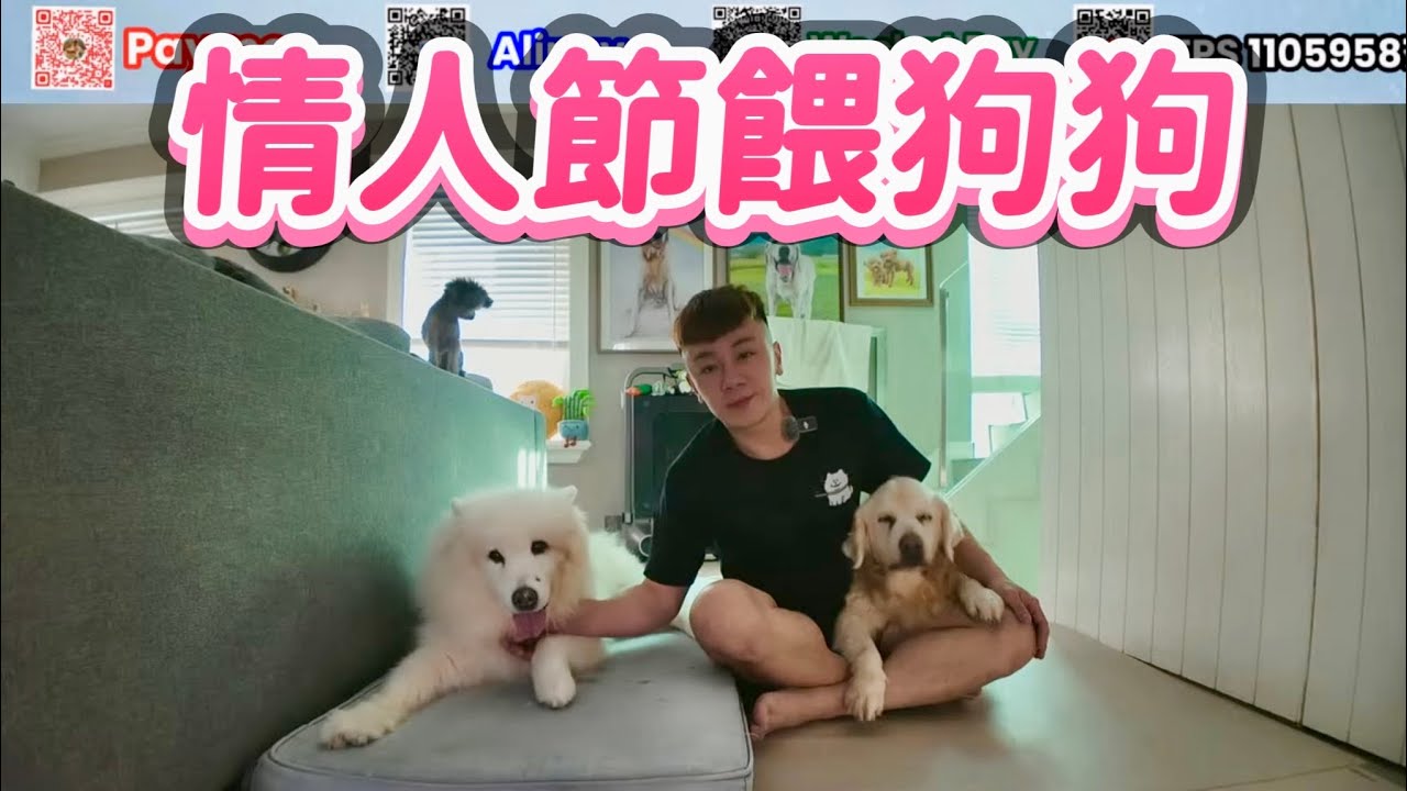 情人節💌餵狗狗❤️何太復出直播?🦛 DOGS MEETING III 3月7日😍快快報名📋 ［Paul 狗狗零食基金贊助🙏🏻］