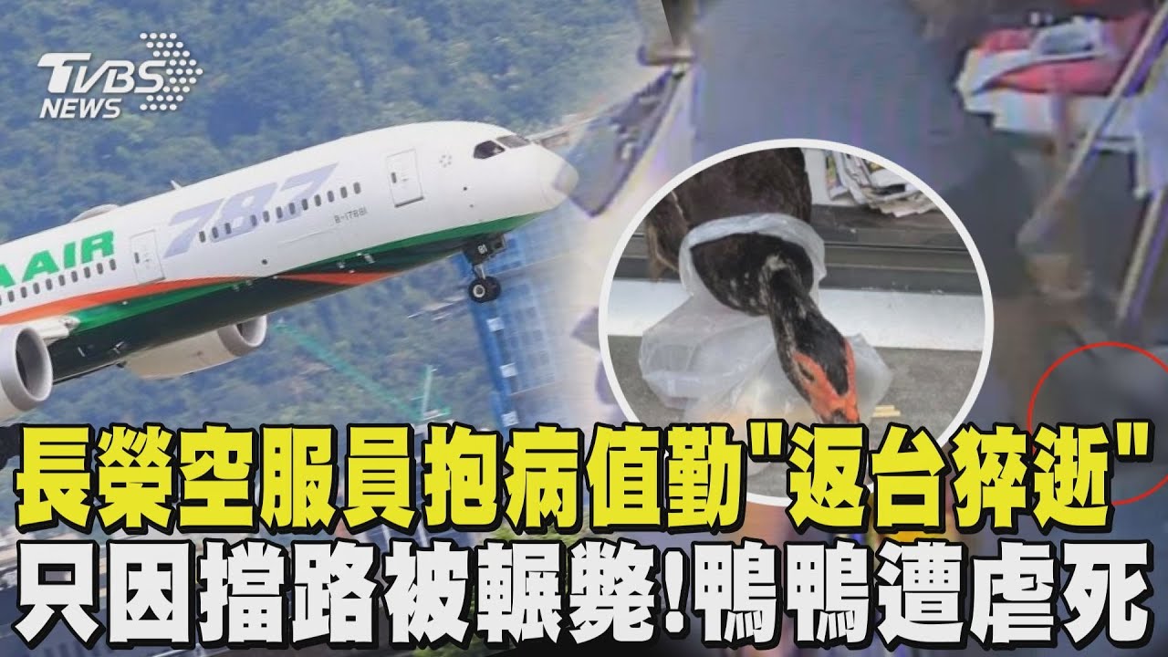 不敢請假!長榮空服員抱病值勤「返台猝逝」 只因擋路被輾斃! 紅面番鴨遭虐死 ｜TVBS新聞 @TVBSNEWS02