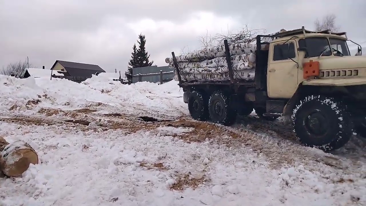 Привезли березу 