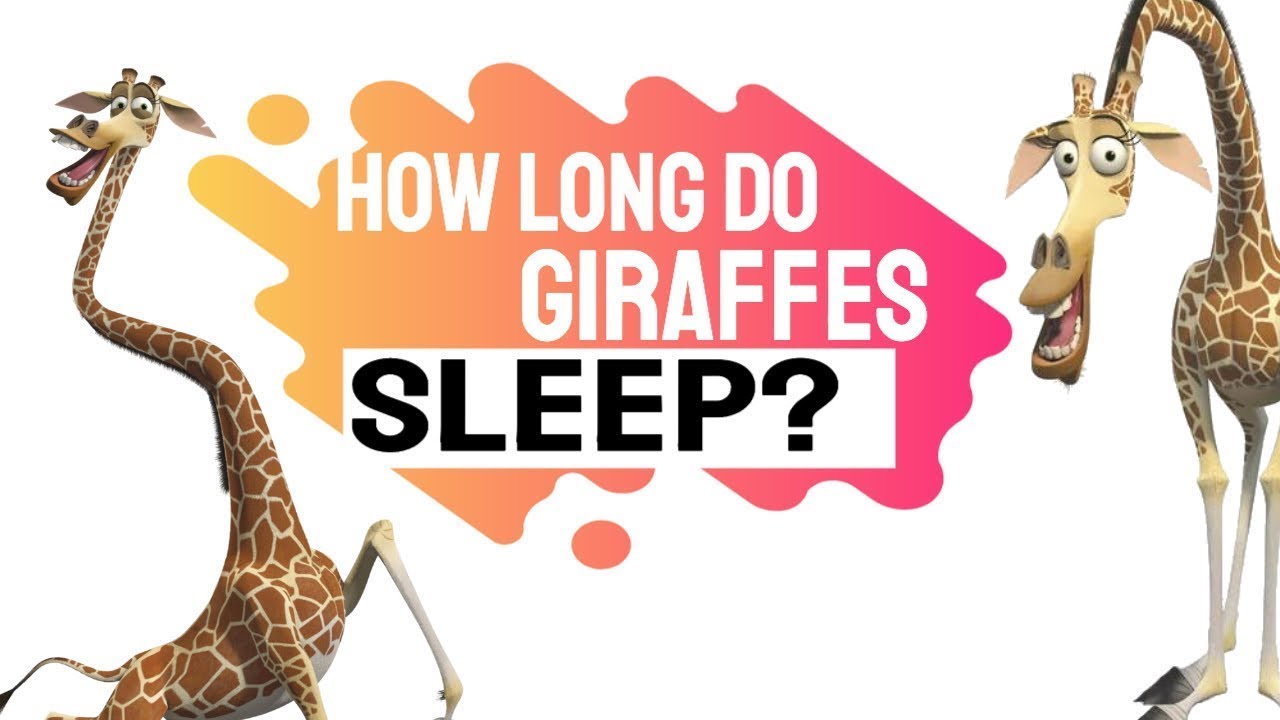 How long do giraffes sleep a day in the wild? How and why? - The Animal Planet