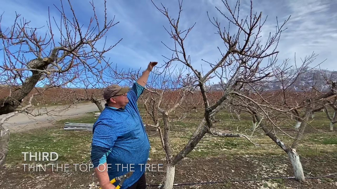 Pruning - North Ogden Peach Orchard