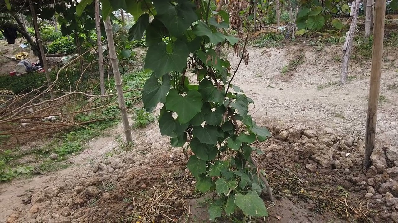 Thời điểm th&iacute;ch hợp để trồng su su cho ra nhiều quả