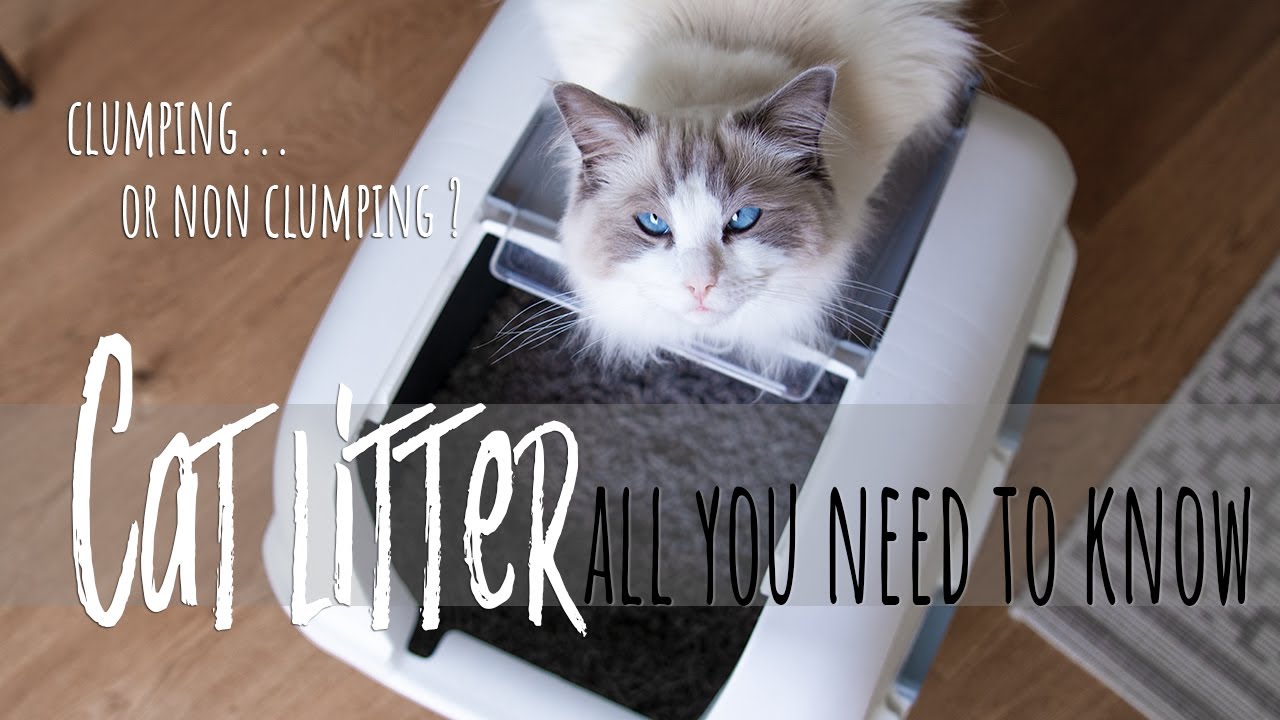 Which cat litter is best? Cleaning litter box  | Ragdolls Pixie and Bluebell