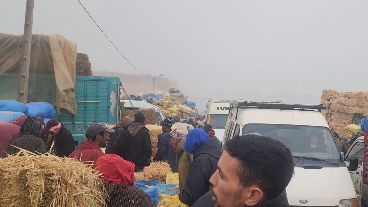 مباشرة من سوق الأسبوعي خميس سيدي حجاج مع تمن أعلاف 🇲🇦