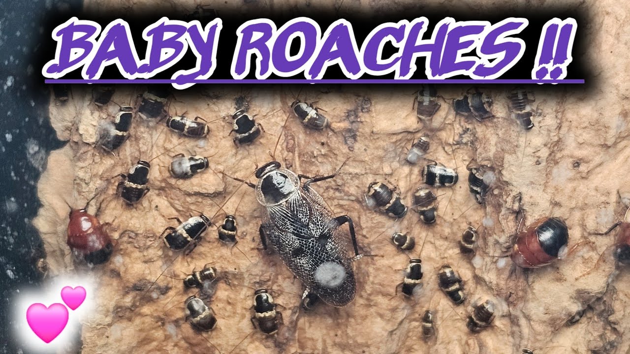 My Pet Roaches had BABIES !!