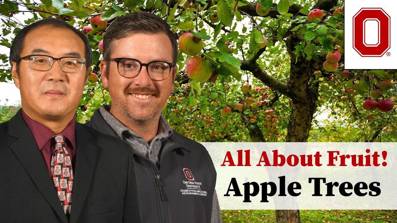 All About Fruit! Pruning and Training Apple Trees