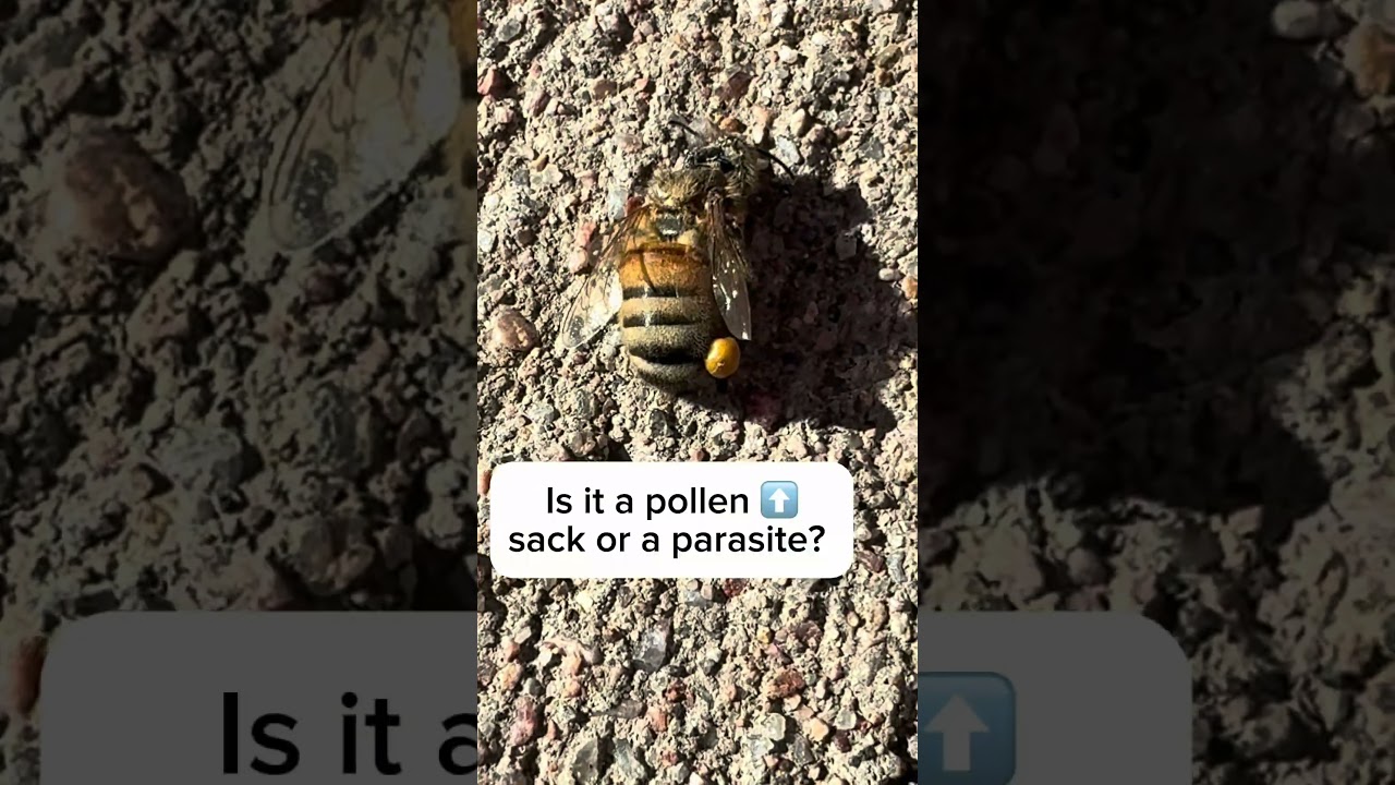 Honey bee with a parasite? Is it just a pollen sac? #honeybee #parasites #coloradosprings #capcut