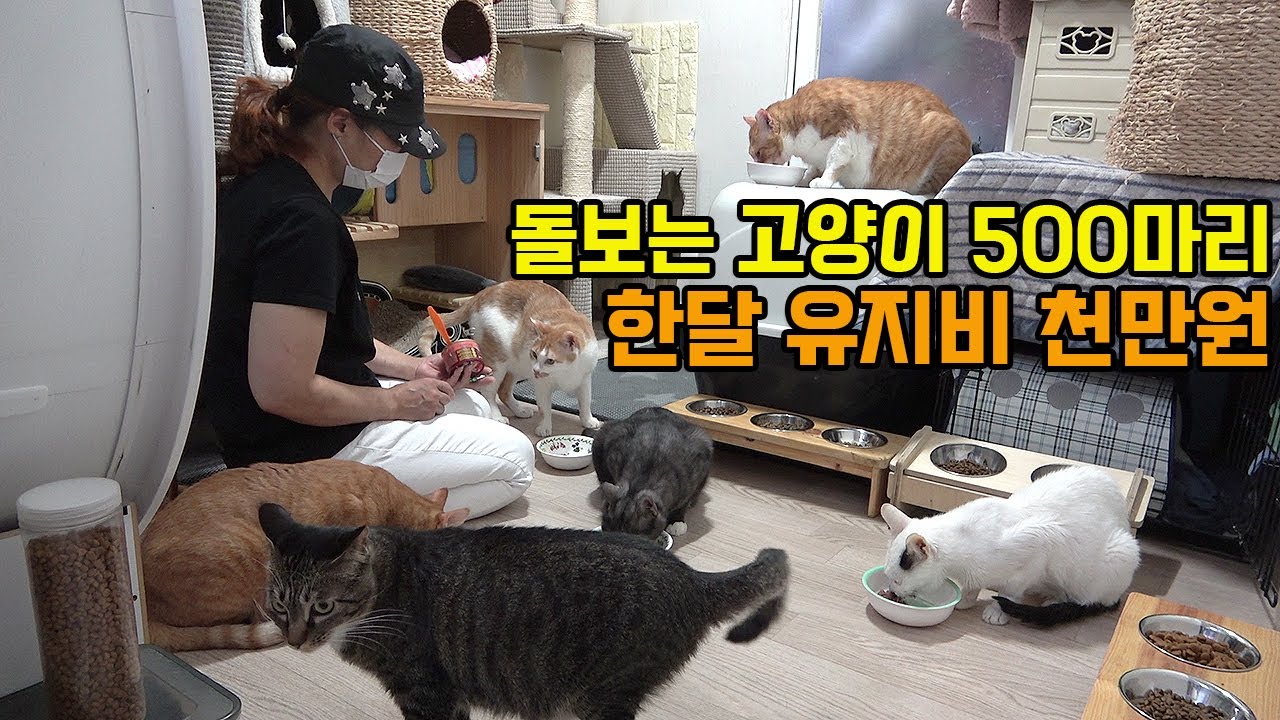 쉼터 3개 한달 유지비용만 1천만원에 허리휘는 고양이 엄마 
