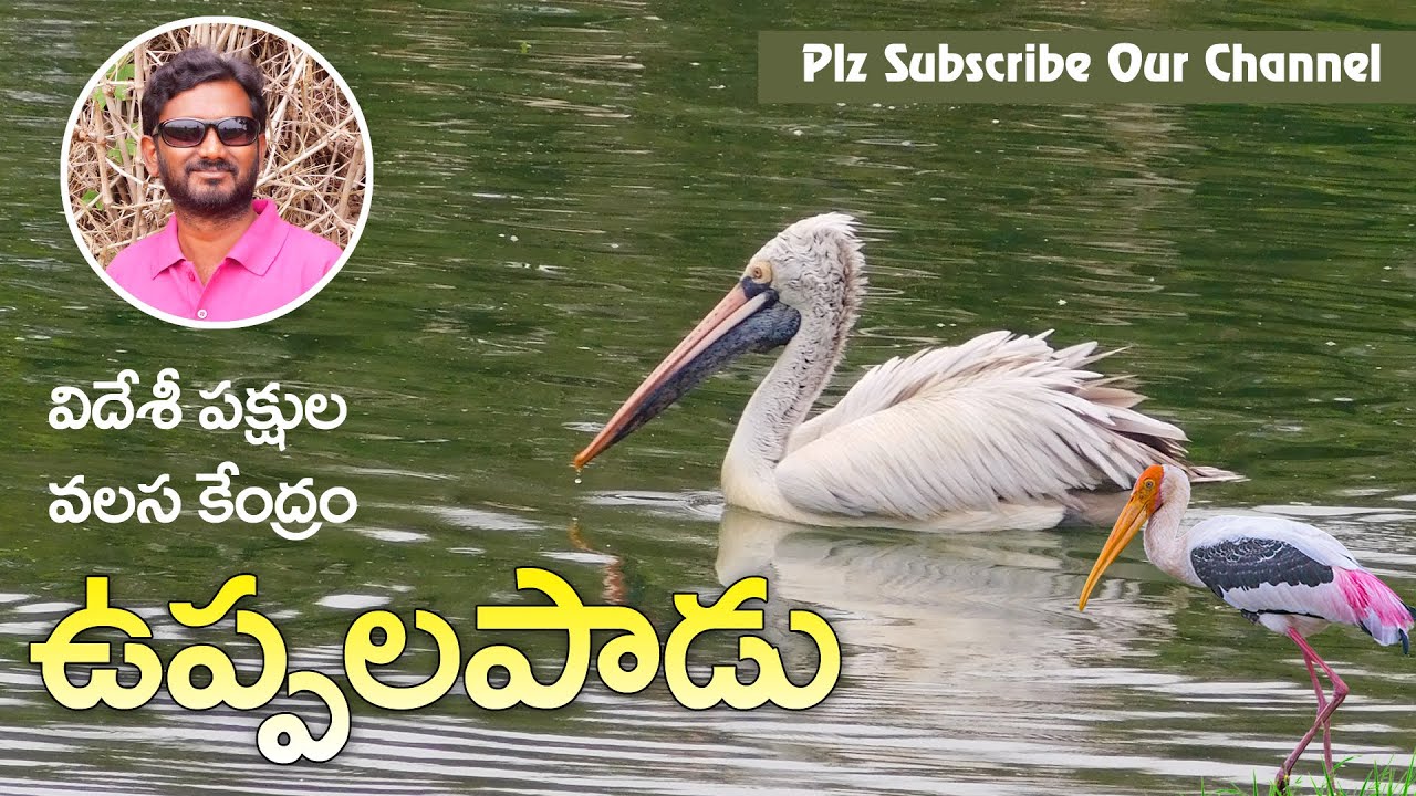 #praveendigitals  Uppalapadu Bird Sanctuary /  వలస పక్షుల కేంద్రం ఉప్పలపాడు
