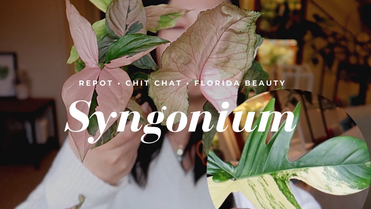 KAYLEE ELLEN WAS WRONG? | chit chat, repot,  price shaming, P. Florida Beauty
