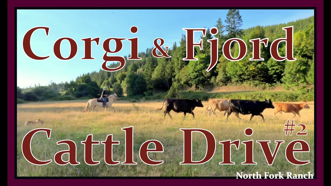 Corgi and Fjord Cattle Drive #2 /#corgis #corgi #cattle #horse #oregon #farming #animals #animal